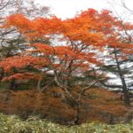 Thumbnail of post image 072