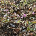 Thumbnail of post image 185