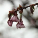 Thumbnail of post image 142